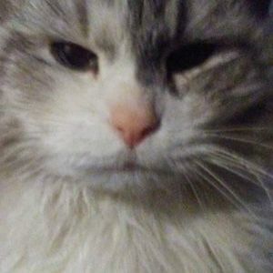 Meet your Posher, Nancy